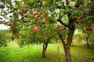 Базовые принципы планировки фруктового сада
